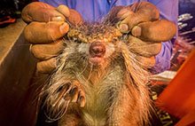 Animales como medicina (2023)