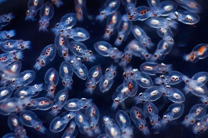Tales from the Sea: Protecting the oceans