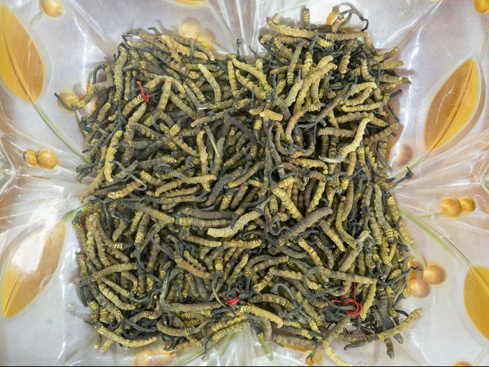 Traditional Chinese medicine