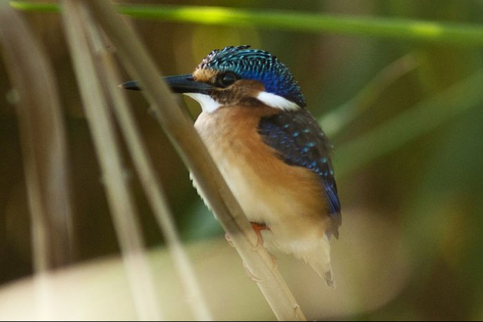 Okavango Delta - Moremi National Park - Botswana - Malachite Kingfisher (Alcedo cristata) 