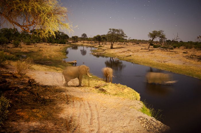 Chobe National Park - Savute Elephant Camp - Botswana