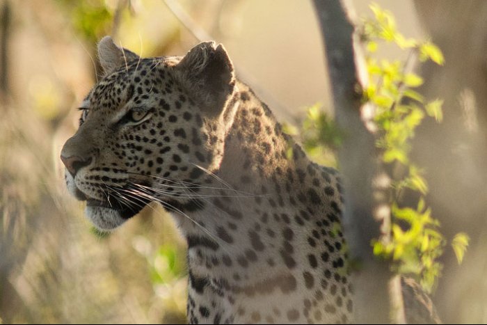 Chobe National Park - Savute Elephant Camp - Botswana - Leopardo