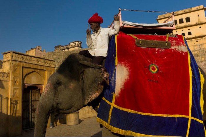 INDIA - Rajasthan - Elephant in JAIPUR