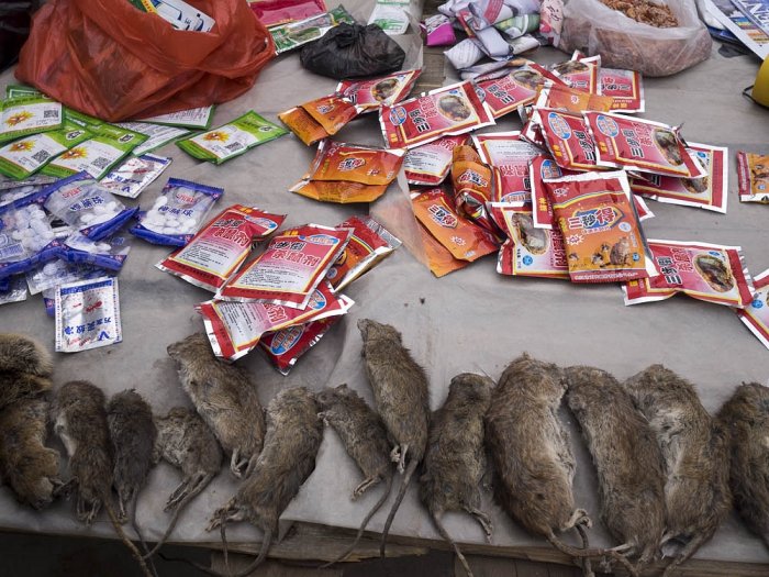 China - WANG SHUI - Guizhou province - Sale of rat poison