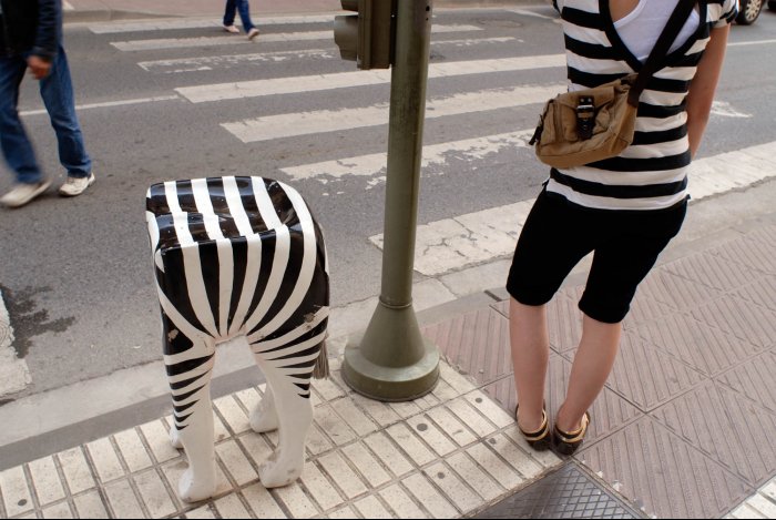 Multiple zebras crossing